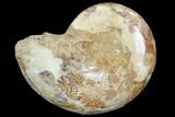 Sliced, Agatized Ammonite Fossil (Half) - Jurassic #100542-1